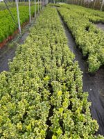 Altuni Taflan 20-30 cm dolgun - Görsel 5