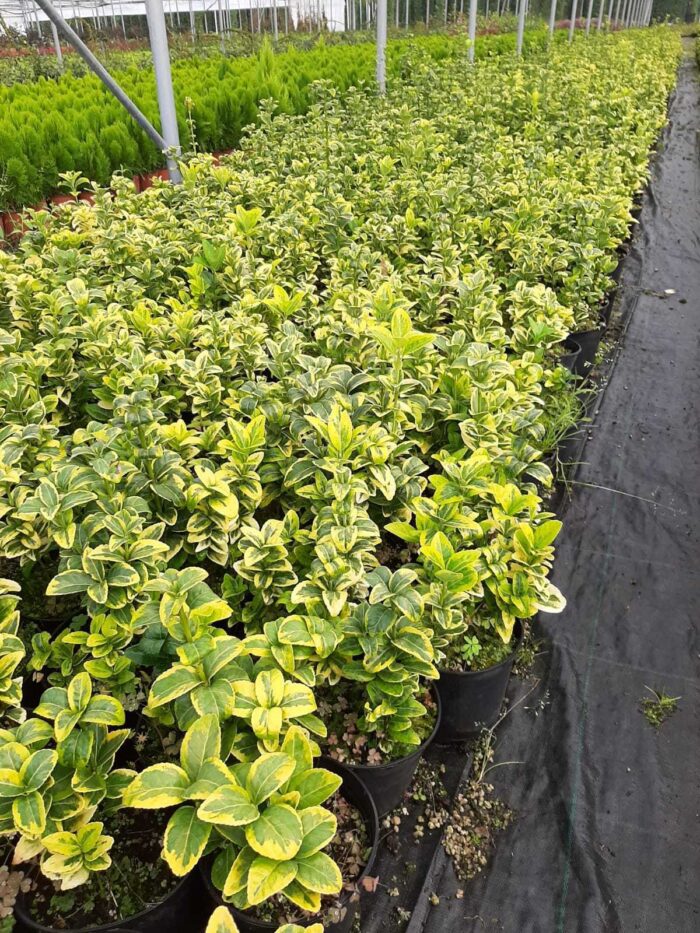 Altuni Taflan 20-30 cm dolgun - Görsel 8