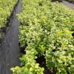 Toptan Altuni Taflan - 20-30 cm 1,5 litrelik saksı