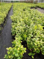 Altuni Taflan 20-30 cm dolgun - Görsel 9