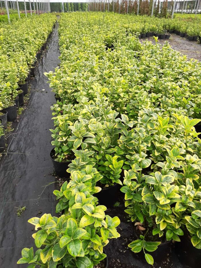 Altuni Taflan 20-30 cm dolgun - Görsel 9