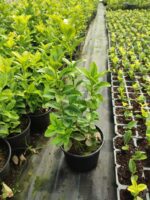 Altuni Taflan 30-40cm 1.5 litre - Görsel 2