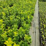 Altuni Taflan 30-40cm 1.5 litre