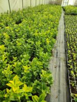 Altuni Taflan 30-40cm 1.5 litre