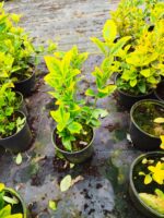 Altuni Taflan 20-30 cm dolgun - Görsel 4