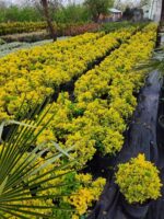 Altuni Taflan 40-60cm boy Büyük 30luk Saksıda - Görsel 4