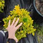 Altuni Taflan 40-60cm boy Büyük 30luk Saksıda