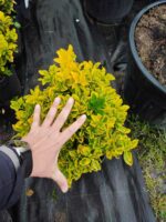 Altuni Taflan 40-60cm boy Büyük 30luk Saksıda