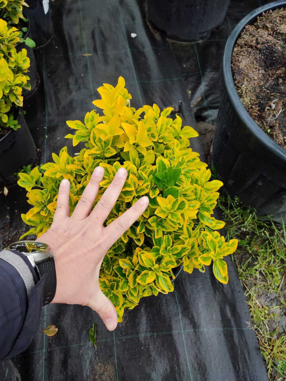 altuni-taflan-40-60cm-14litre-2 Altuni Taflan 40-60cm boy Büyük 30luk Saksıda - Görsel 1