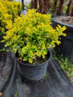 Altuni Taflan 40-60cm boy Büyük 30luk Saksıda - Görsel 3