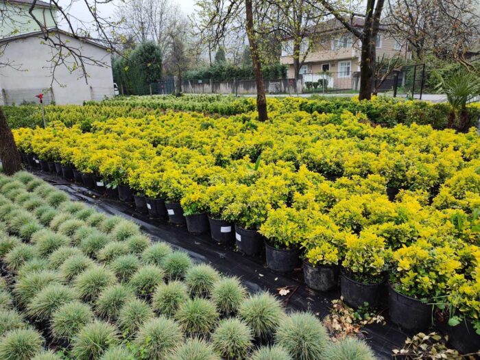 Altuni Taflan 40-60cm boy Büyük 30luk Saksıda - Görsel 2