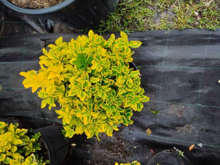 Altuni Taflan 40-60cm boy Büyük 30luk Saksıda - Görsel 5