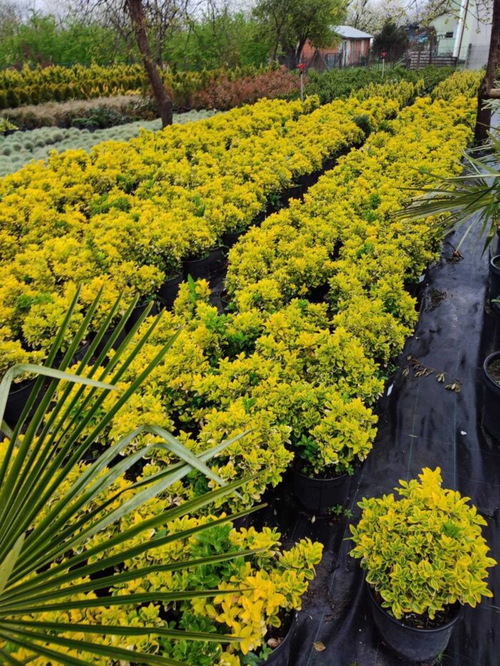 Altuni Taflan 40-60cm boy Büyük 30luk Saksıda - Görsel 4