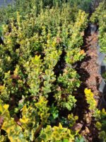 Altuni Taflan 40-60 cm 7 litre Dolgun - Görsel 3