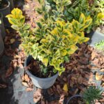 Altuni Taflan 40-60 cm 7 litre Dolgun