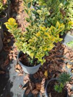 Altuni Taflan 40-60 cm 7 litre Dolgun