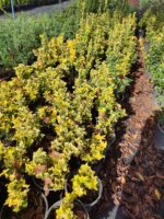 Altuni Taflan 40-60 cm 7 litre Dolgun - Görsel 2