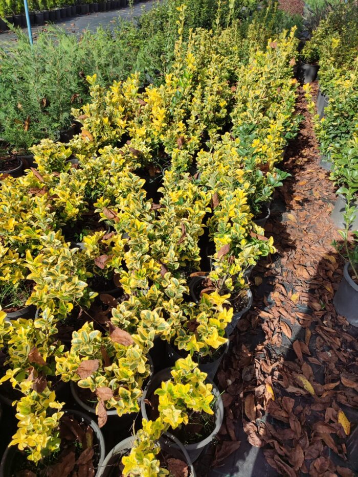 Altuni Taflan 40-60 cm 7 litre Dolgun - Görsel 2