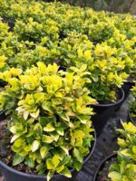 Altuni Taflan 40-60cm boy Büyük 30luk Saksıda - Görsel 6