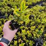 Altuni Taflan 10-15 cm kare potlarda