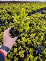 Altuni Taflan 10-15 cm kare potlarda