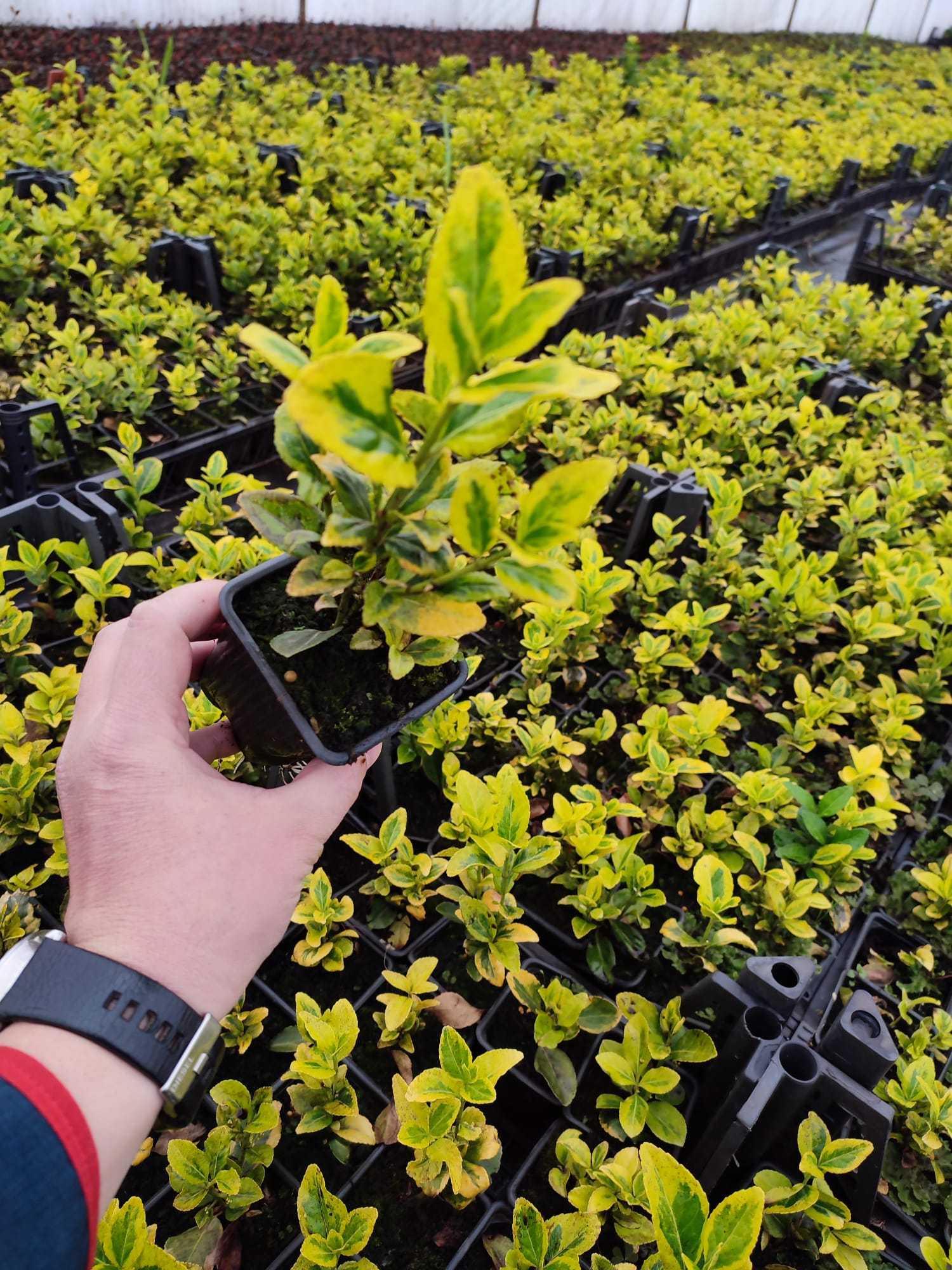 altuni-taflan-pot-20-30cm-2 Altuni Taflan 10-15 cm kare potlarda - Görsel 1