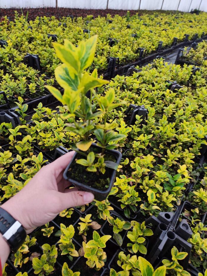 Altuni Taflan 10-15 cm kare potlarda - Görsel 2