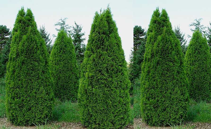 Çam Ağacı Ne Zaman Dikilir 2019