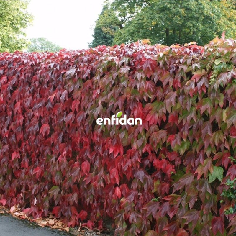 Duvarlarınızı Yeşillendirin Pis Görüntüden Kurtulun!