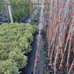 Amerikan Sarmaşığı 100-150cm