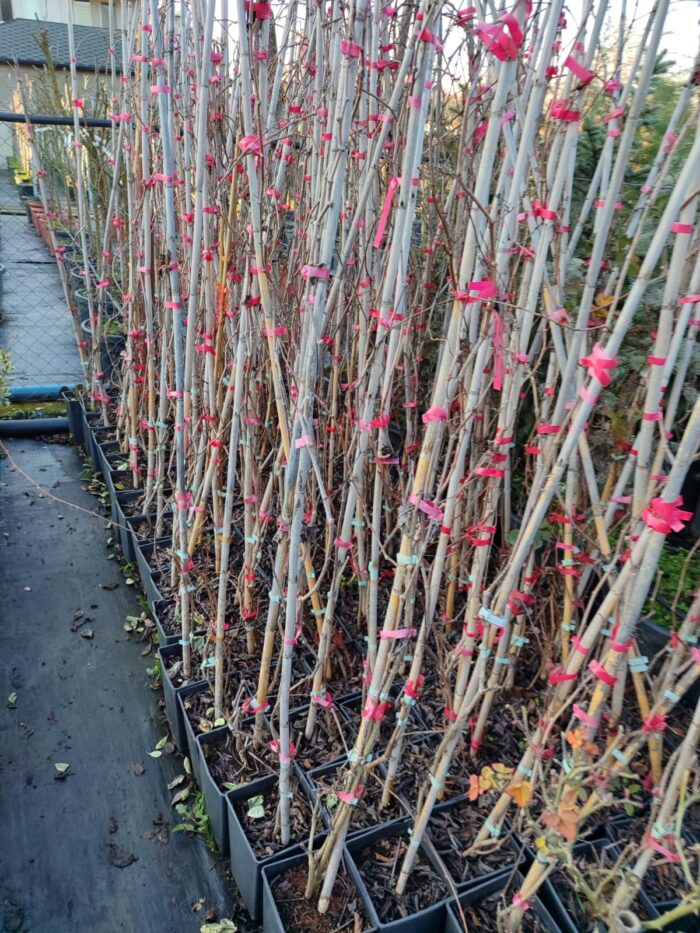 Amerikan Sarmaşığı 100-150cm - Görsel 2