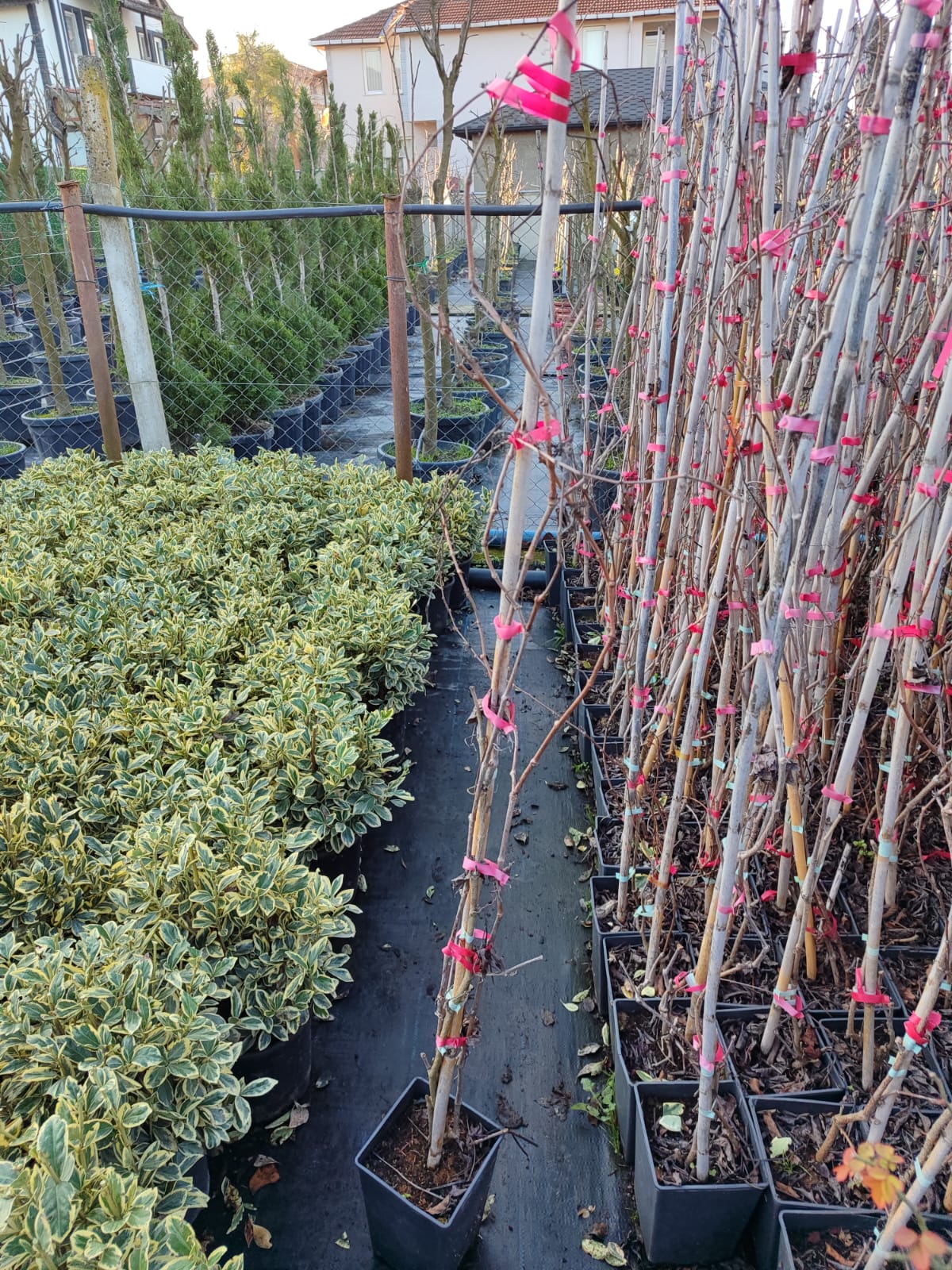 amerikan-sarmasigi Amerikan Sarmaşığı 100-150cm - Görsel 1