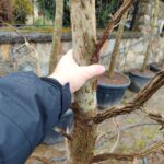 Amerikan Sığla, Liquidambar styraciflua 16-18Q