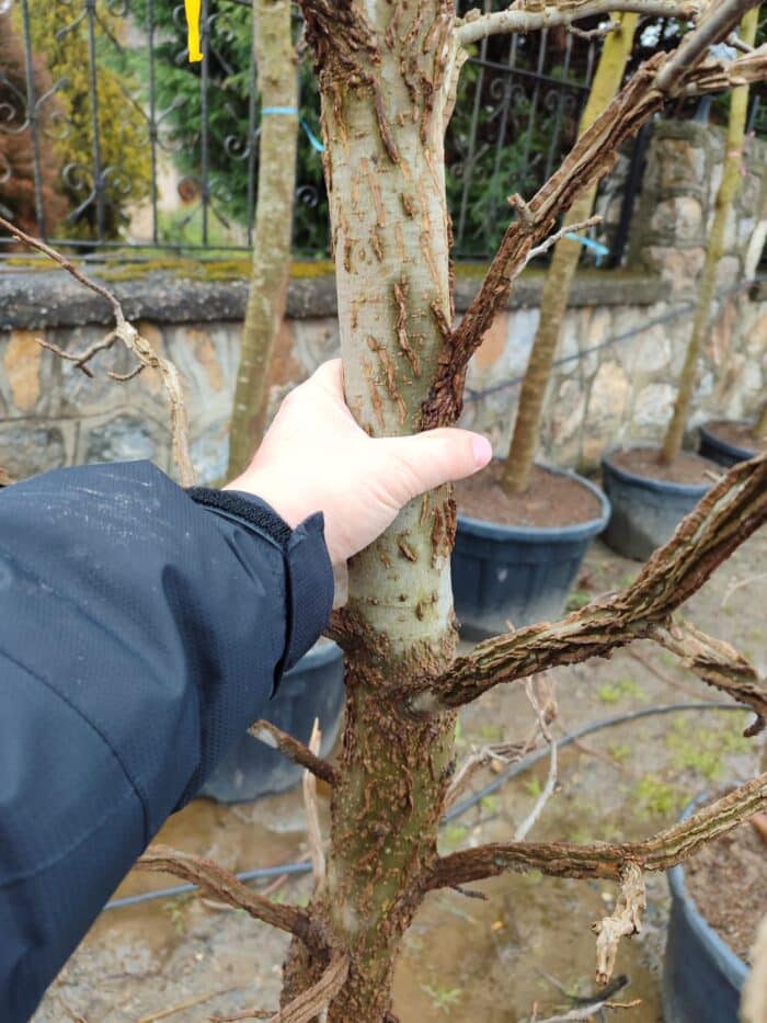 Amerikan Sığla, Liquidambar styraciflua 18-20Q - Görsel 4