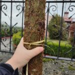 Amerikan Sığla, Liquidambar styraciflua 20-25Q