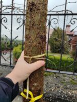 Amerikan Sığla, Liquidambar styraciflua 20-25Q