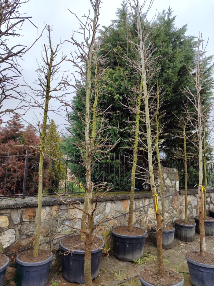 Amerikan Sığla, Liquidambar styraciflua 18-20Q - Görsel 2