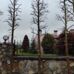 Amerikan Sığla, Liquidambar styraciflua 18-20Q