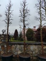 Amerikan Sığla, Liquidambar styraciflua 20-25Q - Görsel 2