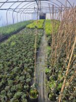 Arap Yasemini 100-150cm - Görsel 3