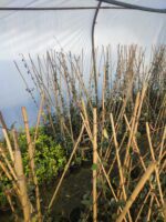 Arap Yasemini 100-150cm - Görsel 4