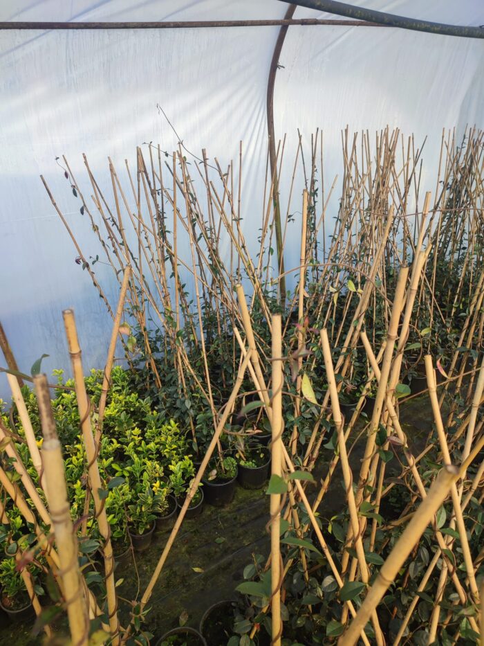 Arap Yasemini 100-150cm - Görsel 4