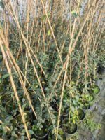 Arap Yasemini 100-150cm - Görsel 5