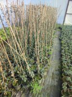 Arap Yasemini 100-150cm - Görsel 6