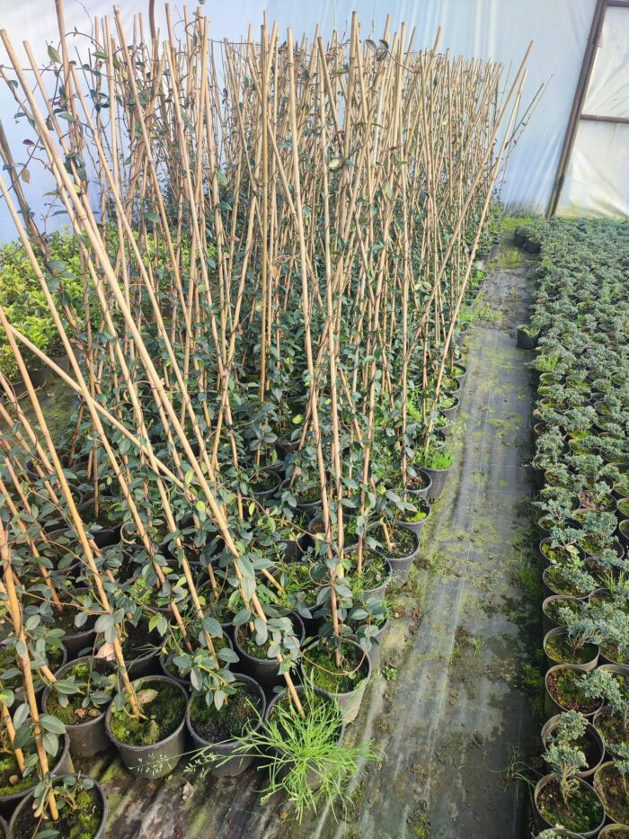 Arap Yasemini 100-150cm - Görsel 6