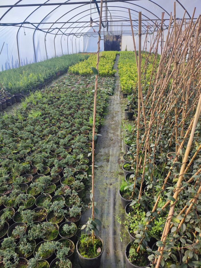 Arap Yasemini 100-150cm - Görsel 3