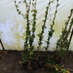 Arap Yasemini 200cm üzeri