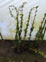 Arap Yasemini 200cm üzeri