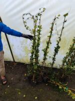 Arap Yasemini 200cm üzeri - Görsel 2