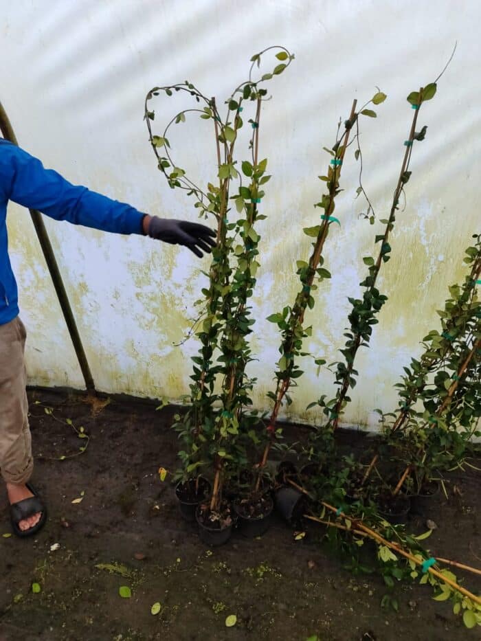 Arap Yasemini 200cm üzeri - Görsel 2